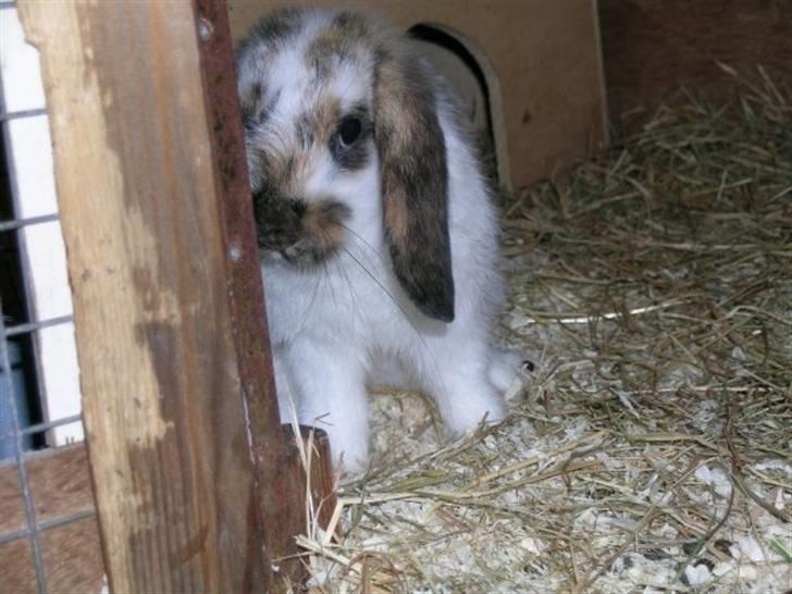 Kanin Gustav billede 8