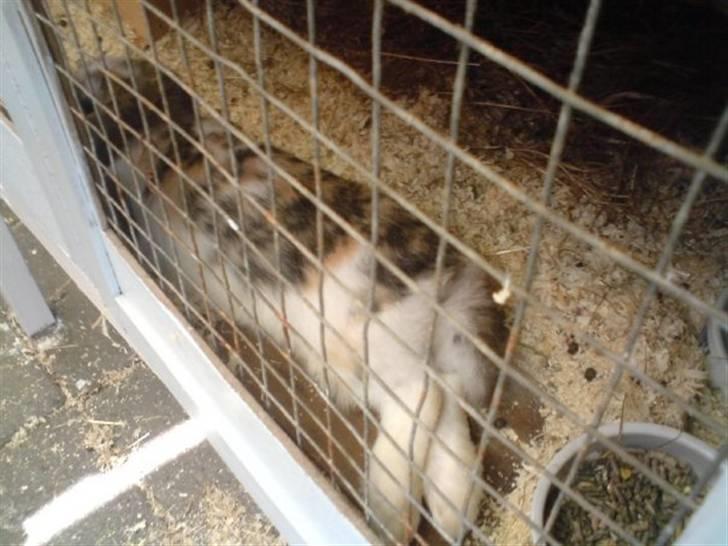 Kanin Gustav billede 9