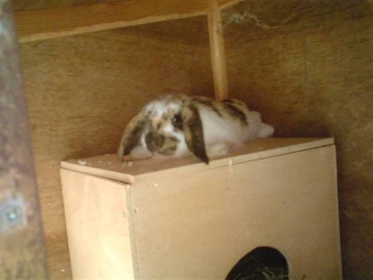 Kanin Gustav billede 10