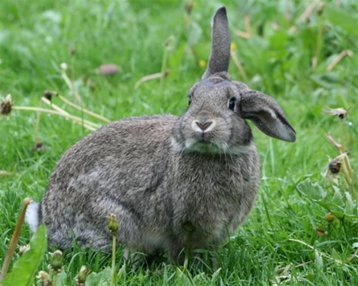Kanin Nidus' SCh. Nardus Stricta af Sommerly billede 12