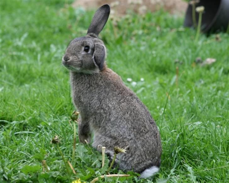 Kanin Nidus' SCh. Nardus Stricta af Sommerly billede 13