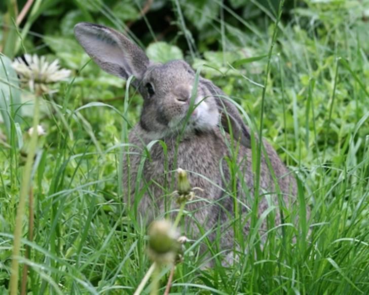 Kanin Nidus' SCh. Nardus Stricta af Sommerly billede 14