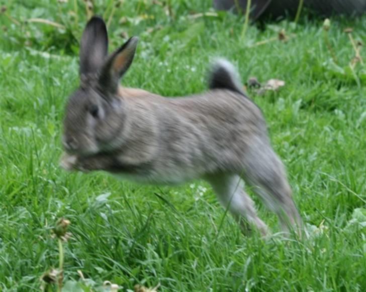 Kanin Nidus' SCh. Nardus Stricta af Sommerly billede 16