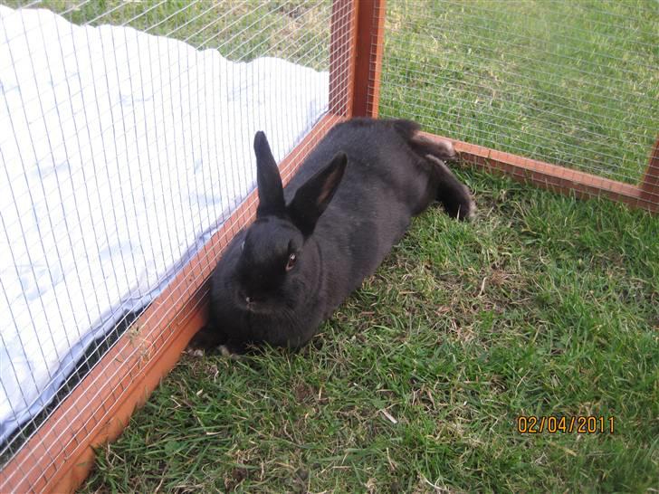 Kanin Little Miss Twister - En træt kanin i løbegården :-) Billede: mig billede 16