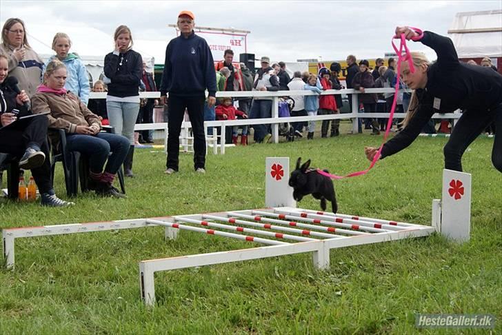 Kanin Little Miss Twister - Det Fynske Børnedyreskue 2010 -vandt 3. plads i længde.. Billede: Emilie Mine Nielsen billede 17