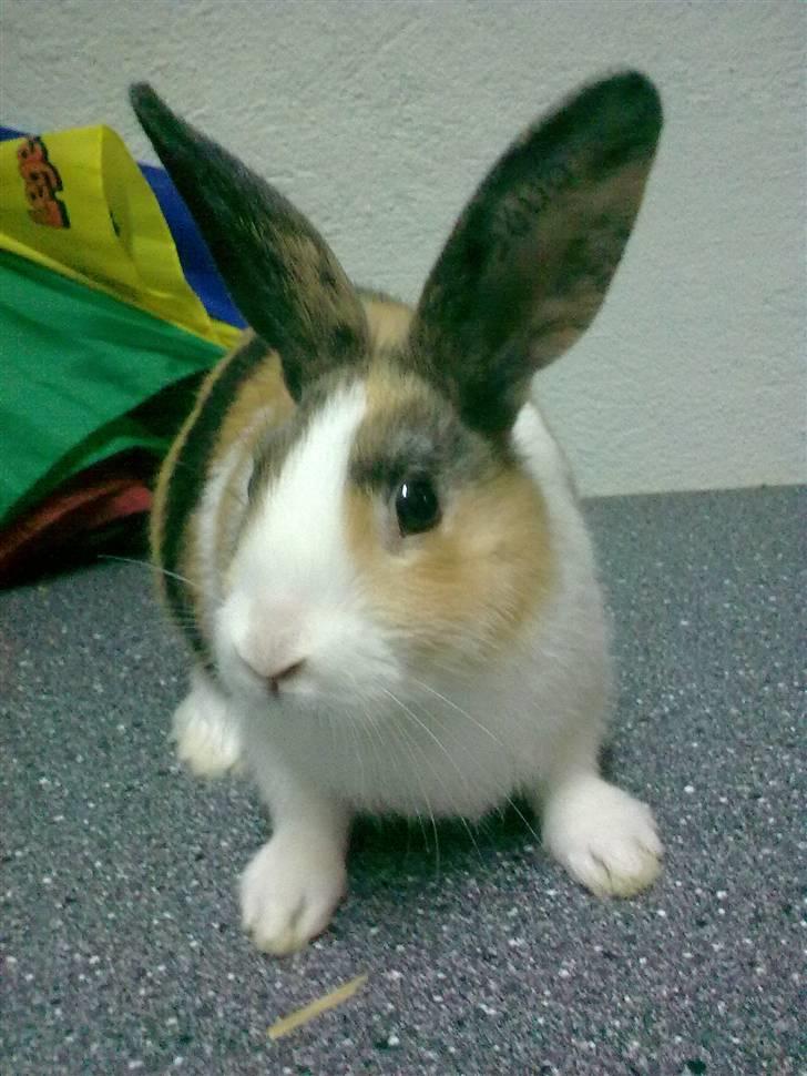 Kanin Misaki <3 billede 1