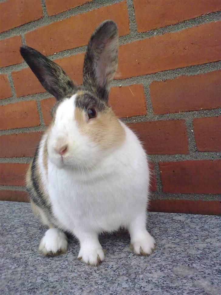 Kanin Misaki <3 billede 2