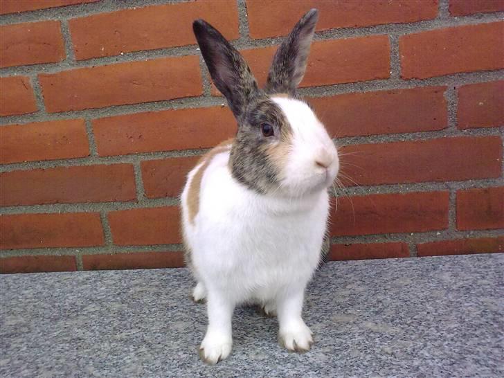 Kanin Misaki <3 billede 3