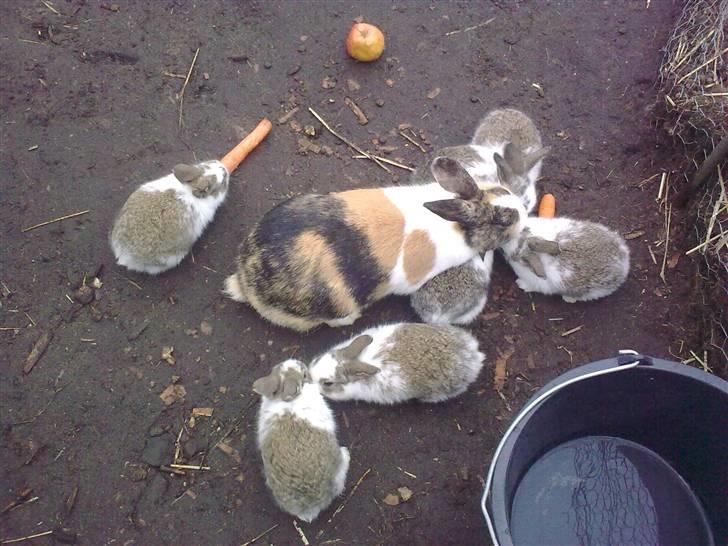 Kanin Misaki <3 billede 4