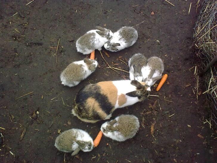 Kanin Misaki <3 billede 5