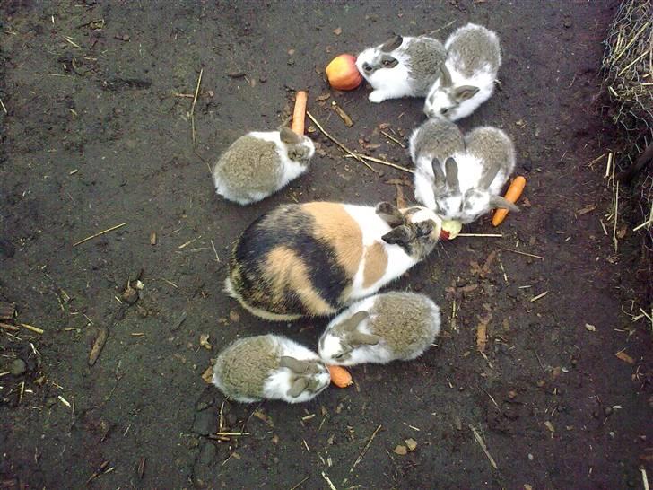 Kanin Misaki <3 billede 6