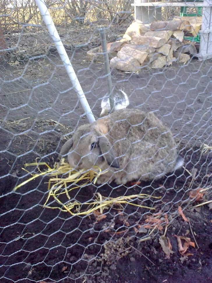 Kanin Mimis <3  (Solgt) billede 2