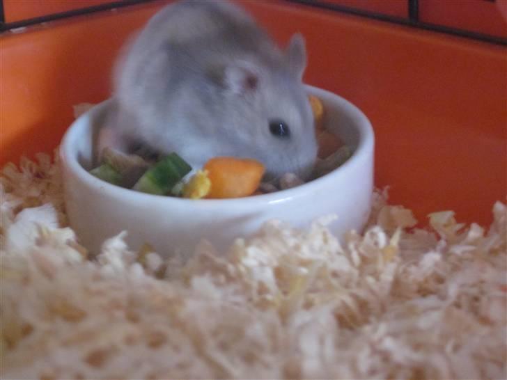 Dværghamster stald becca's Krudt billede 11