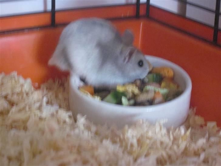 Dværghamster stald becca's Krudt billede 12