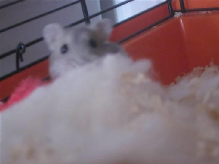 Dværghamster stald becca's Krudt billede 13