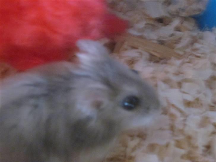 Dværghamster stald becca's sigge billede 6