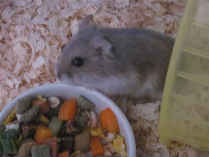 Dværghamster stald becca's sigge billede 7