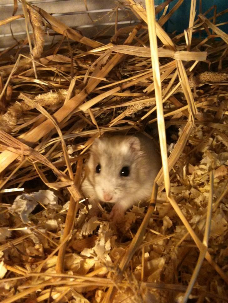 Dværghamster spunk (løbet væk) billede 1