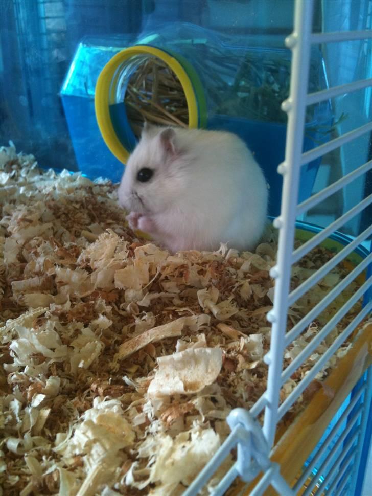 Dværghamster spunk (løbet væk) billede 2