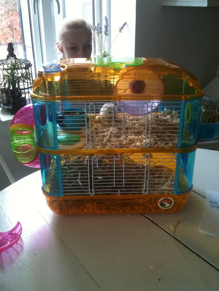 Dværghamster spunk (løbet væk) billede 3