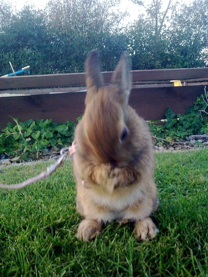 Kanin Diamond <3 (Solgt) billede 1