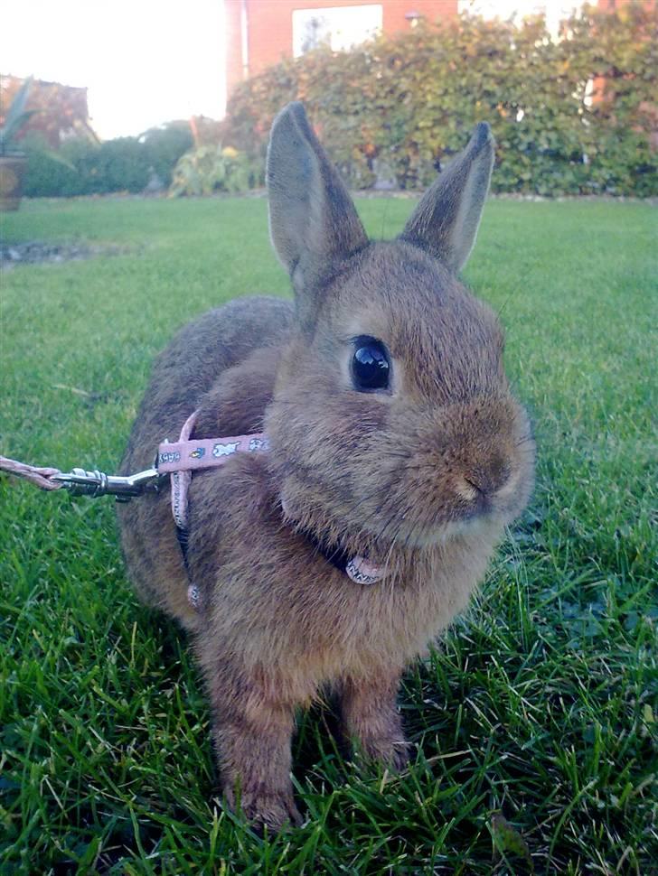 Kanin Diamond <3 (Solgt) billede 2