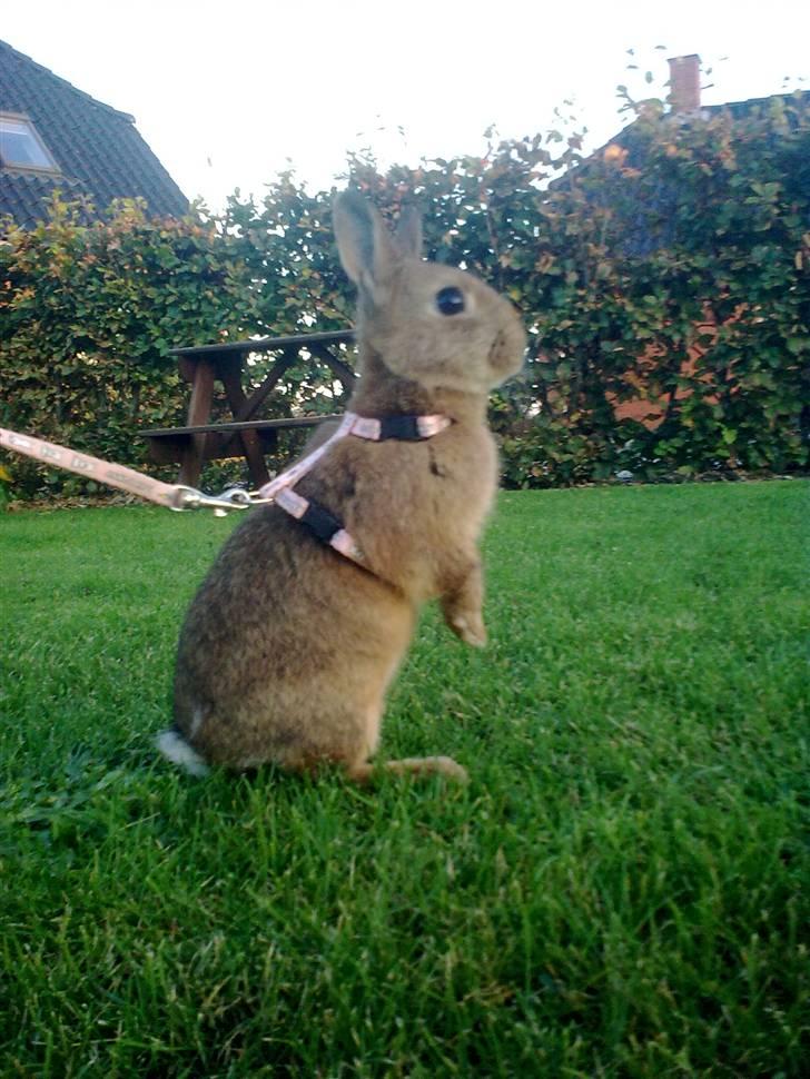 Kanin Diamond <3 (Solgt) billede 3