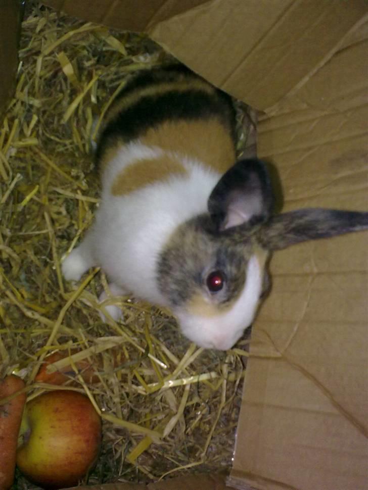 Kanin Misaki <3 billede 7