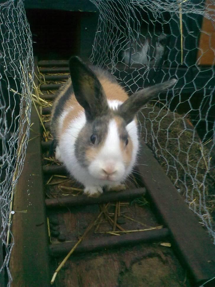 Kanin Misaki <3 billede 8