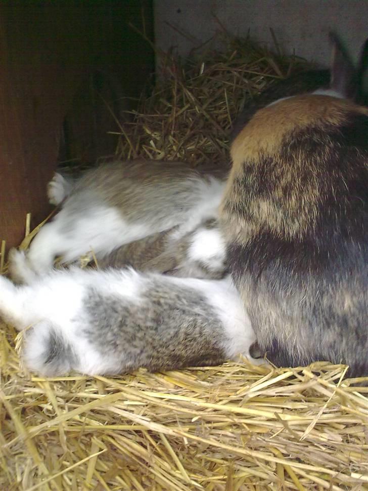 Kanin Misaki <3 billede 9