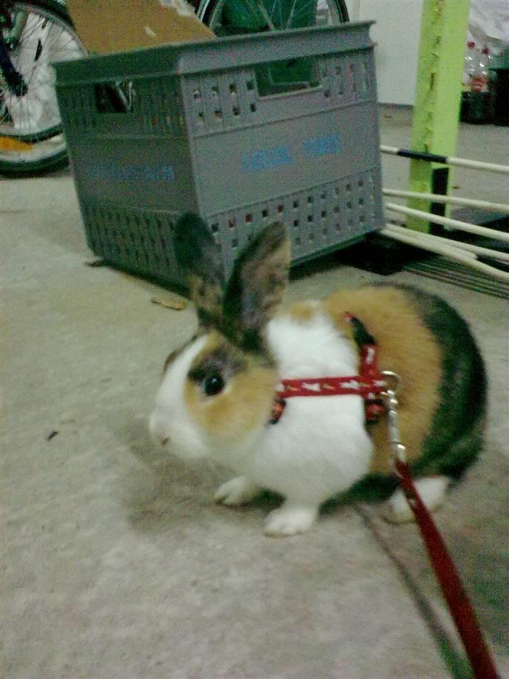 Kanin Misaki <3 billede 10