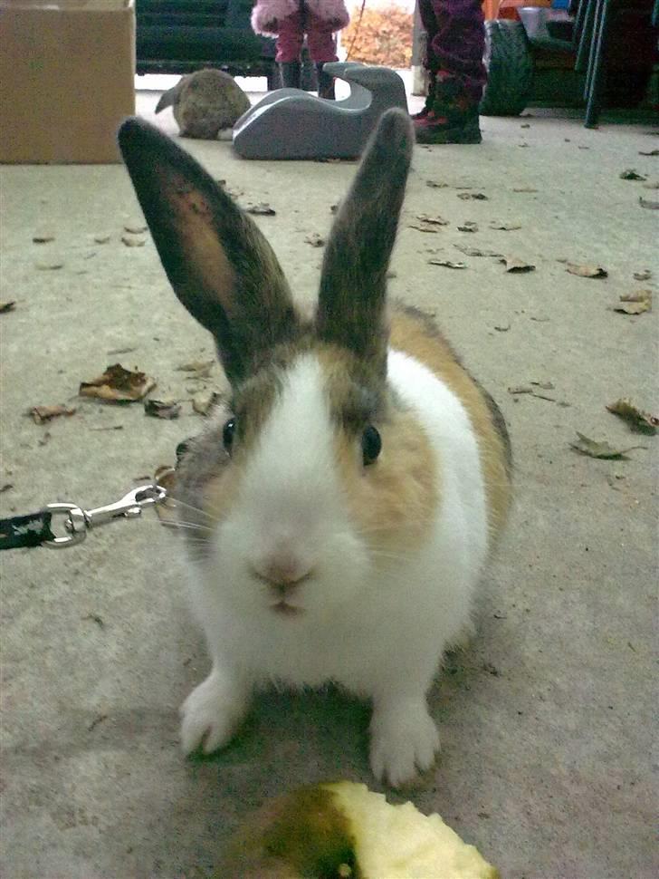 Kanin Misaki <3 billede 11