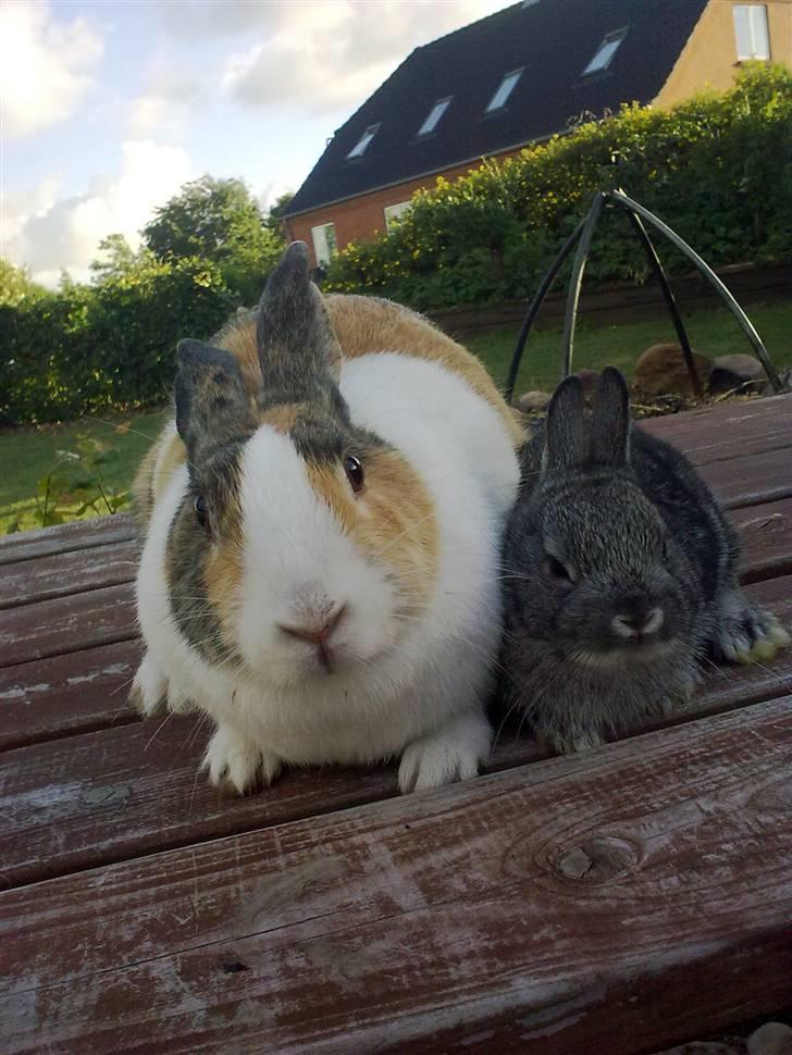 Kanin Misaki <3 billede 12