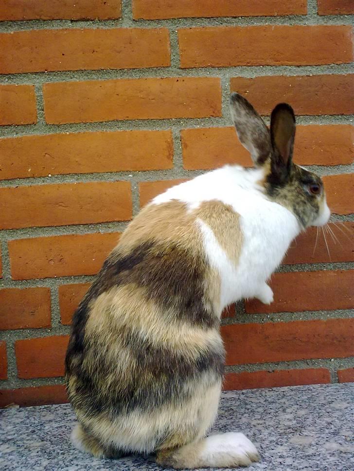 Kanin Misaki <3 billede 13