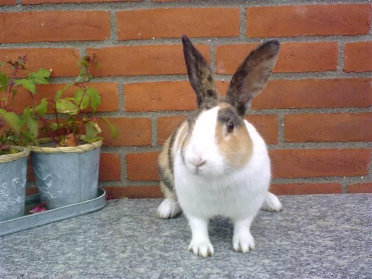 Kanin Misaki <3 billede 14