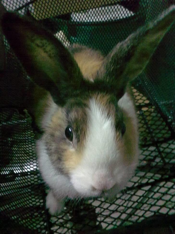 Kanin Misaki <3 billede 15