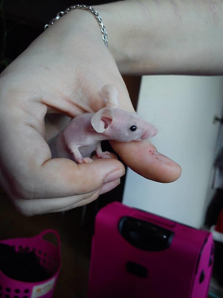 Mus Stald Picnic's Allan billede 6