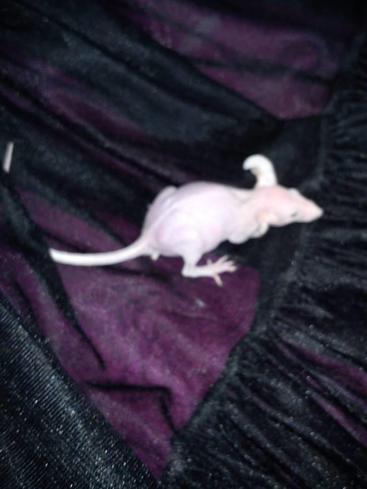 Mus Stald Picnic's Allan billede 7