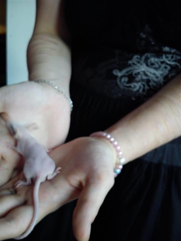 Mus Stald Picnic's Alfred billede 6