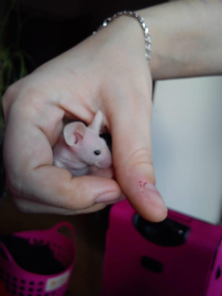 Mus Stald Picnic's Alfred billede 7