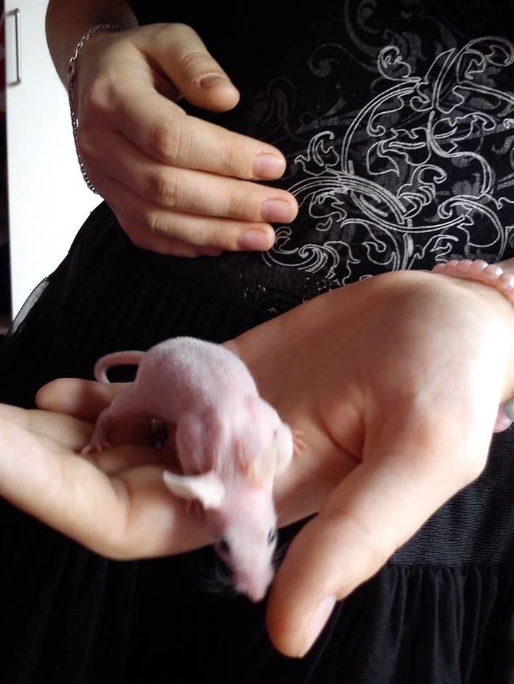 Mus Stald Picnic's Alfred billede 8