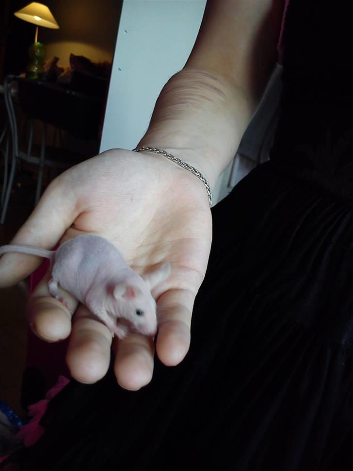 Mus Stald Picnic's Alfred billede 9