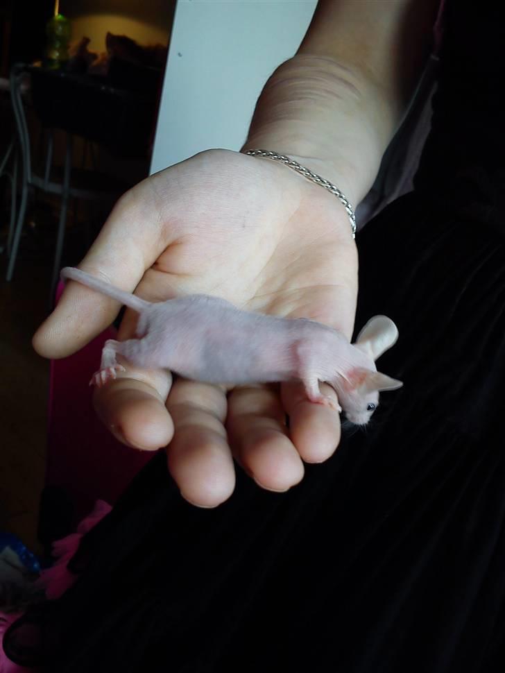 Mus Stald Picnic's Alfred billede 10