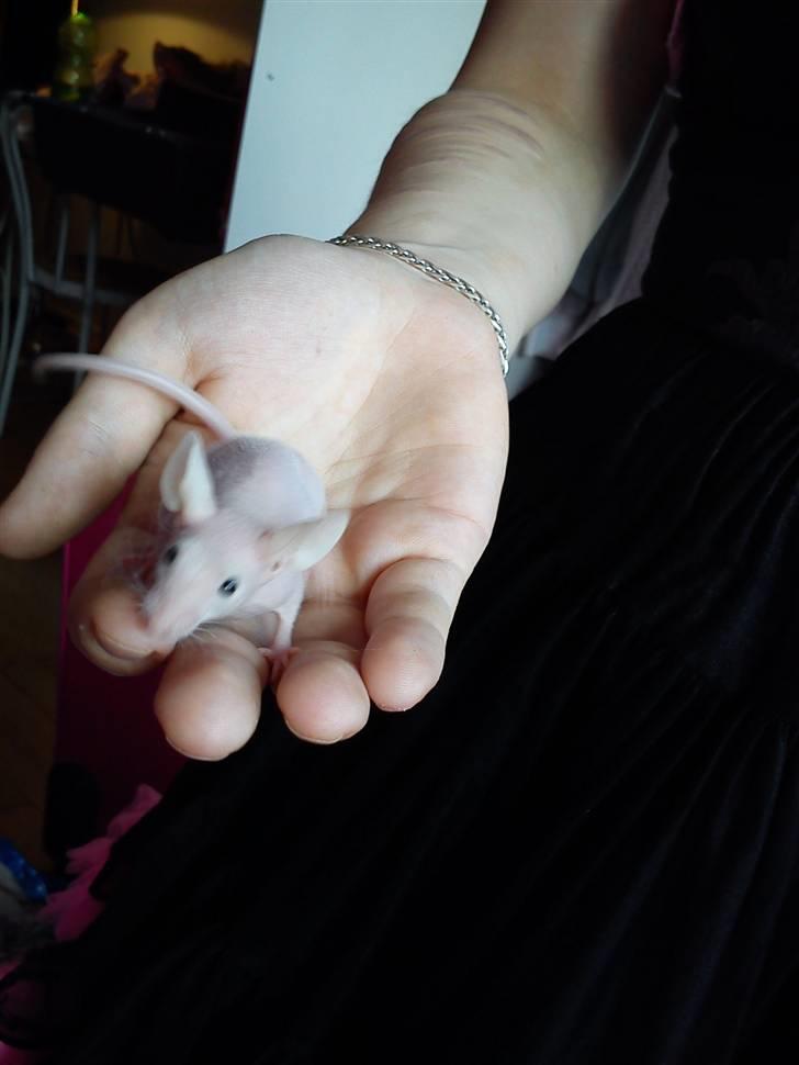 Mus Stald Picnic's Alfred billede 11