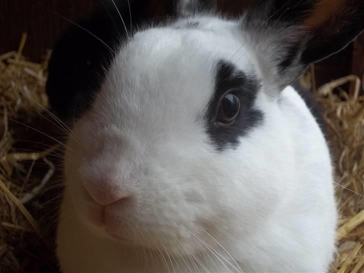 Kanin Stald trekløvers Plet  billede 14