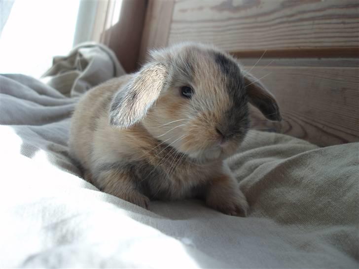 Kanin - Skovly's Happy.. Sov sødt skat. - PHOTO © BY ROYAL RABBIT BREEDING - CAROLINE CHRISTENSEN. billede 16