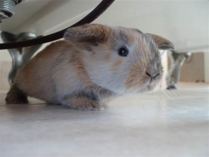 Kanin - Skovly's Happy.. Sov sødt skat. - PHOTO © BY ROYAL RABBIT BREEDING - CAROLINE CHRISTENSEN. billede 17