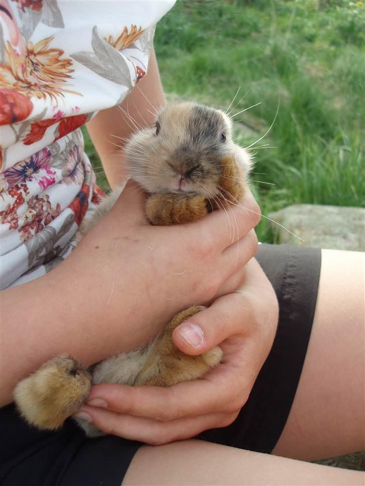 Kanin - Skovly's Happy.. Sov sødt skat. - PHOTO © BY ROYAL RABBIT BREEDING - CAROLINE CHRISTENSEN. billede 14