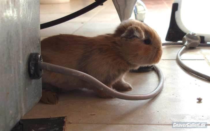 Kanin - Skovly's Happy.. Sov sødt skat. - PHOTO © BY ROYAL RABBIT BREEDING - CAROLINE CHRISTENSEN. billede 18