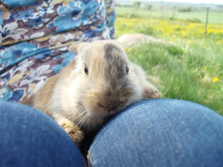 Kanin - Skovly's Happy.. Sov sødt skat. - PHOTO © BY ROYAL RABBIT BREEDING - CAROLINE CHRISTENSEN. billede 15